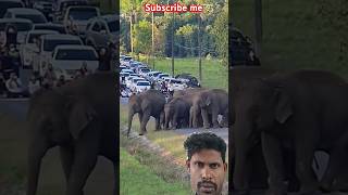 Rasta rok ke Rakha Hai Hathi ne animals elephantsantuary [upl. by Oad]