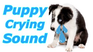 Puppy Crying Sound  Dog Crying Sound to Stimulate Your Dog dogcryingprankyourdog prankmydog [upl. by Atiluj]