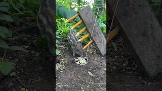 Amazing Quick Powerful Wild Pig Trap Make Using Big Wood Sharp wood Working 100animals trapping [upl. by Winn95]