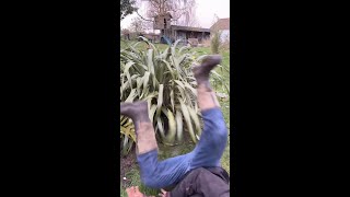 Easily repositioning a Phormium to a new spot in the garden [upl. by Mossolb]