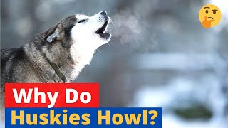 Why do Huskies howl 🤔 SECRET EXPOSED [upl. by Obidiah476]