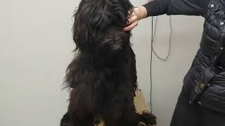 18months old first groom Briard gets a fresh start [upl. by Anahsal654]