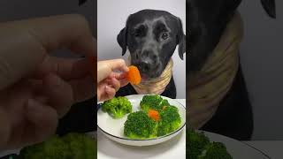 This carrot makes no sound when you fork it forkful pets cute dog short viral [upl. by Ganny]