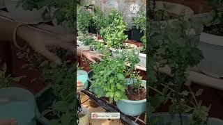 Liquid fertilizer for chamanthi plants youtubeshorts shorts gardening [upl. by Woody]