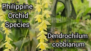 Dendrochilum cobbianum in Bloom How to Take Care and Culture Tips [upl. by Derry]