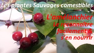 Les Plantes Sauvages Comestibles  Reconnaître facilement LAmélanchier [upl. by Boothman]