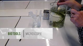 Het maken van een PREPARAAT  Microscopieserie [upl. by Enyaz427]