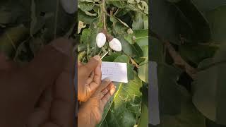 White sheet gd ginjalu all testing🌿🌱Call me 7972805839 [upl. by Mavra]