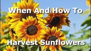 How To And When To Harvest Sunflowers What Signs To Look For And How To Extract The Seeds [upl. by Geis428]