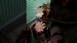 Gymnocalycium mihanovichii variegata cactus gymnocalycium flowers [upl. by Eikcin]