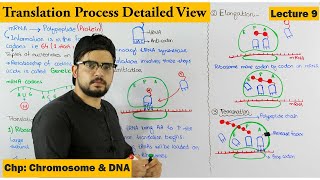 Translation  Protein Synthesis  Step wise  Lecture 9 [upl. by Veda950]