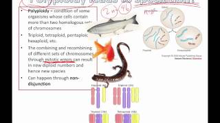 Polyploidy leads to speciation IB Biology [upl. by Rodie]