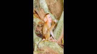 Baby Lexi stand up to run to her mama Louy to play very happy Adorable baby monkey [upl. by Gabel]