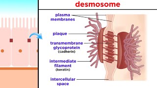 Types of Tissue Part 1 Epithelial Tissue [upl. by Pollak]