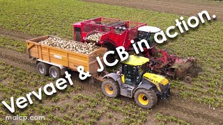 4Kᵁᴴᴰ Harvest 2024 More from Forrest Farms Vervaet Q616 sugar beet harvester in Mickfield [upl. by Einahpts]