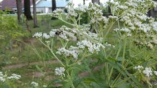 Boneset Eupatorium Perfoliatum [upl. by Adnohsirk195]