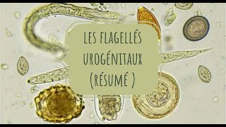 LA PARASITOLOGIE 🦐 EN RÉSUMÉ 4  les flagellés urogénitaux [upl. by Restivo630]