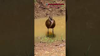 Hamerkop vs Catfish wildwildlife wildlifeanimals [upl. by Sausa]