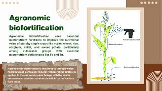 Agronomic Biofortification of Cereal Grains with Micronutrients [upl. by Enerual]