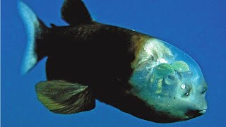 Barreleye Fish The Enigmatic Wonders of the Deep Sea [upl. by Shafer]