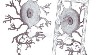 Cells of the nervous system part 12  Neuronal cells [upl. by Hank155]