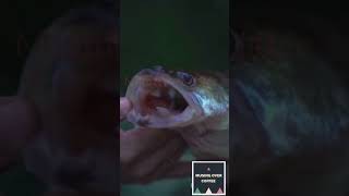 Hagfish The Worlds Slimiest Animal with Incredible Defensefactsshortsvideoshorts slimefacts [upl. by Neelat757]