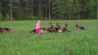 Litle girl 5 years playing with 14 german shepherds [upl. by Adnoval]