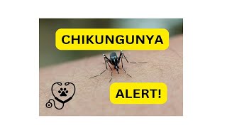 Chikungunya Explained Symptoms Prevention and Treatment [upl. by Luciano]