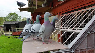 Racing Pigeons young birds trapping  please like [upl. by Vargas964]