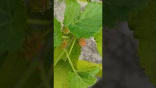 Mulberry tree planting taris garden popular youtube shortsmusic song viral shortsnature love [upl. by Nosnor]