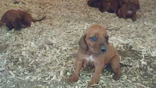 Barking growling 25 week REDBONE COONHOUND PUPPIES [upl. by Enellij651]