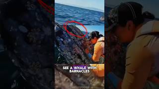 Did you know Why Barnacles Attach to Whales animals wildlife nature [upl. by Alletsyrc]