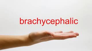 How to Pronounce brachycephalic  American English [upl. by Ineslta]