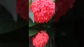 Ixora Plant Care  Beautiful Ixora Flower shortvideo 🌿🏵️ [upl. by Mavis]