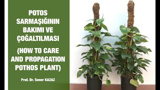 Potos Sarmaşığının Bakımı ve Çoğaltılması How To Care and Propagation Pothos Plant [upl. by Oigile410]