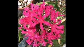 How to Plant Hardy Nerine Bulbs in Containers 2 Minute Tips [upl. by Stilu]