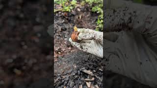 Planting Freesia bulbs harmoncrafthome freesia garden [upl. by Areema]