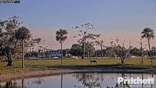 Southwest Florida Eagle Cam 3 [upl. by Ingaberg]