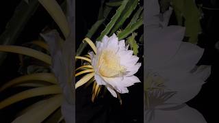 Dragan flower garden youtube fruitplant shorts dailyplantcare ytshorts dragon trending yt [upl. by Ahsieni]