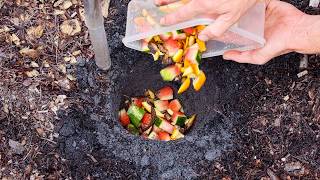 Just Bury Food Scraps Under Your Plants and This Happens [upl. by Atrebor]