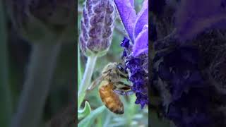 Busy Bees Collecting Nectar from Lavender Flowers 🐝 shorts [upl. by Nnaitsirhc746]