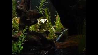 55 Gallon Cichlid Tank [upl. by Tedric936]