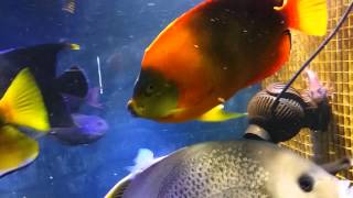 Clarion Angelfish in a 1000L tank [upl. by Relyhcs]