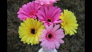 Como hacer una flor de papel facil  Gerberas  Flor de papel  Gerbera Easy paper flower [upl. by Gudren502]