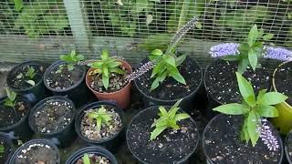 How to take Hebe Cuttings  Full Journey [upl. by Nosila]