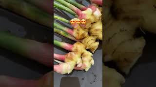 Harvesting ginger for the first time [upl. by Adirahs]