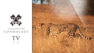 Incredible Speed  Cheetah Chases Steenbok  Londolozi [upl. by Nikoletta]