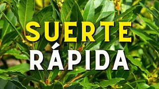 Agua de Laurel con Clavos de olor para atraer la Suerte Rápida [upl. by Chatav]