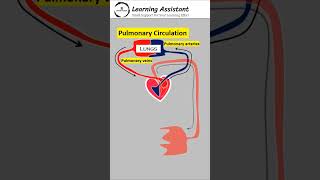 systemic circulation and pulmonary circulation of blood [upl. by Naanac]