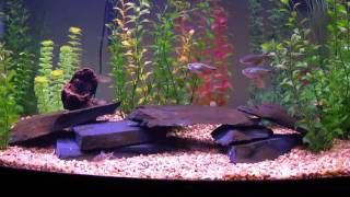 75 Gallon Fresh Water Aquarium Buenos Aires Tetra Cory Cats UPDATE 512011 [upl. by Atoiganap]